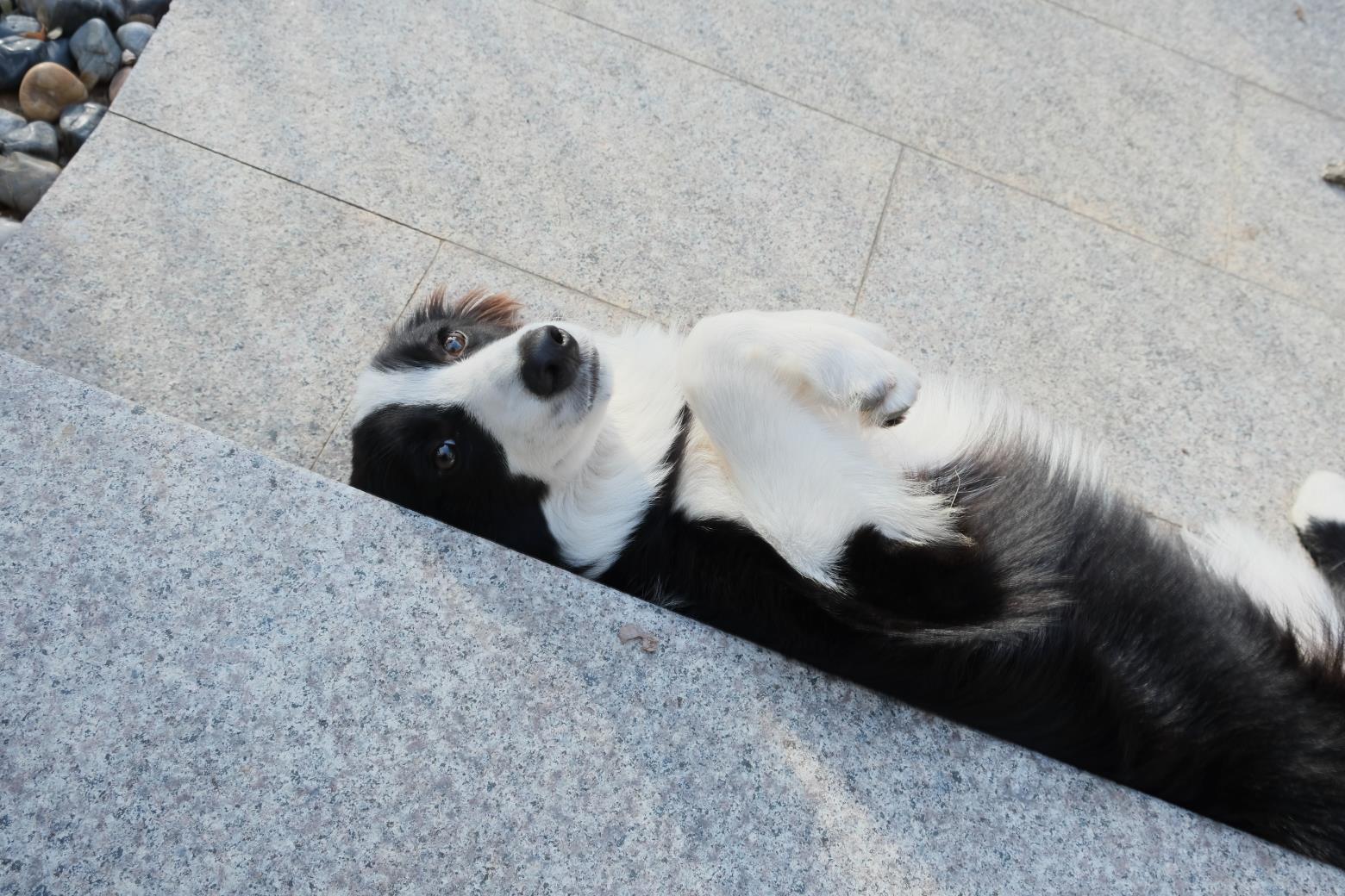 My pet (photo 1)